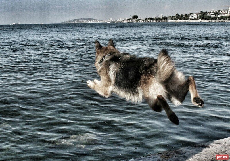 Alman Çoban Köpeği, Köpek  Teksas fotoğrafı