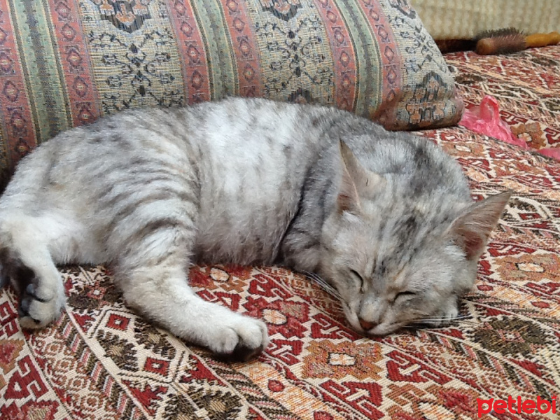 Tekir Kedi, Kedi  Lepar fotoğrafı