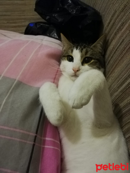 Tekir Kedi, Kedi  Asil fotoğrafı