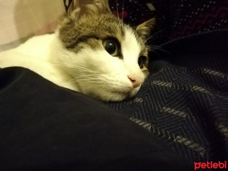 Tekir Kedi, Kedi  Asil fotoğrafı