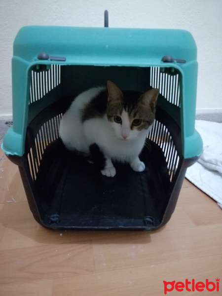 Tekir Kedi, Kedi  Asil fotoğrafı