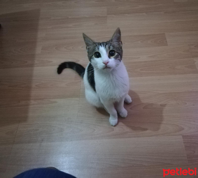 Tekir Kedi, Kedi  Asil fotoğrafı