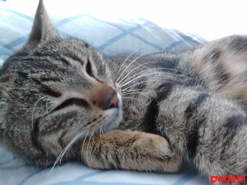 Tekir Kedi, Kedi  Paşa fotoğrafı