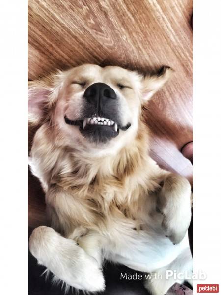 Golden Retriever, Köpek  Leo fotoğrafı