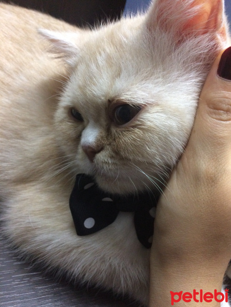 Exotic Shorthair, Kedi  Teker fotoğrafı