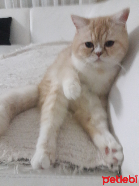 Exotic Shorthair, Kedi  Teker fotoğrafı