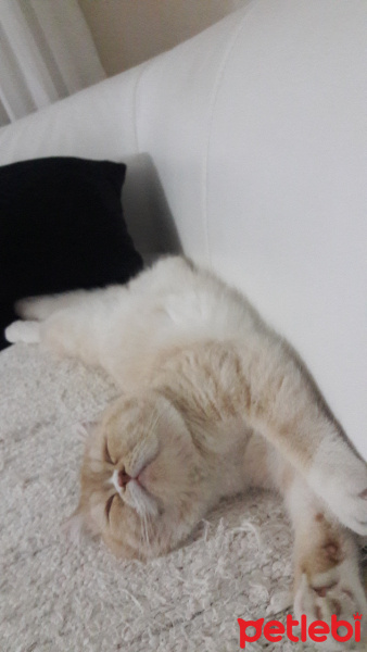 Exotic Shorthair, Kedi  Teker fotoğrafı