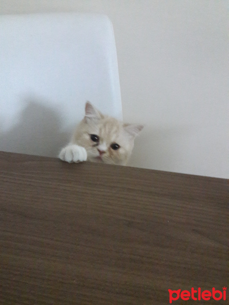 Exotic Shorthair, Kedi  Teker fotoğrafı