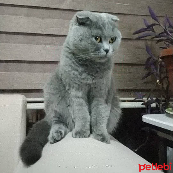 Scottish Fold, Kedi  Vera fotoğrafı