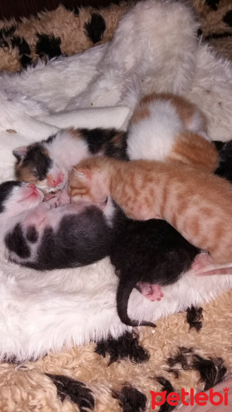 Tekir Kedi, Kedi  Şanslı fotoğrafı