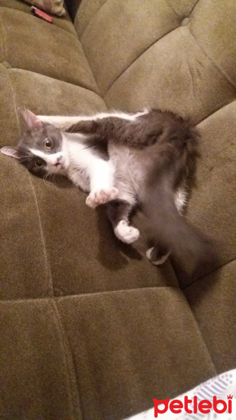 Tekir Kedi, Kedi  Şanslı fotoğrafı