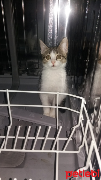 Tekir Kedi, Kedi  Şanslı fotoğrafı