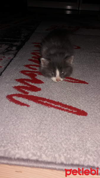Tekir Kedi, Kedi  Şanslı fotoğrafı