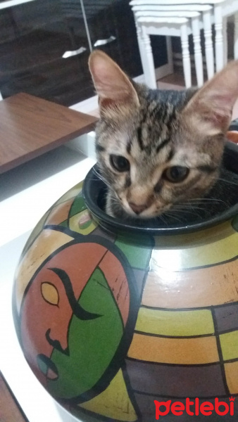 Tekir Kedi, Kedi  Şanslı fotoğrafı
