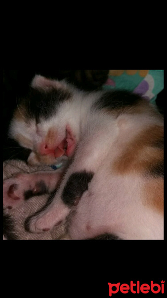 Tekir Kedi, Kedi  Şanslı fotoğrafı