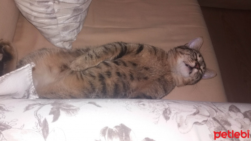Tekir Kedi, Kedi  Şanslı fotoğrafı