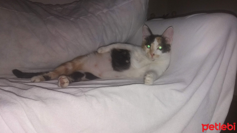 Tekir Kedi, Kedi  Şanslı fotoğrafı