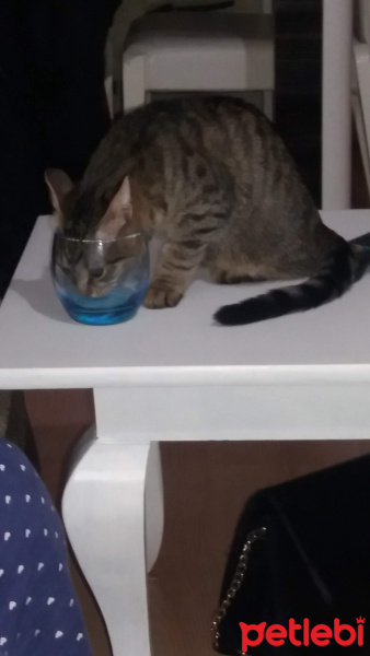 Tekir Kedi, Kedi  Şanslı fotoğrafı