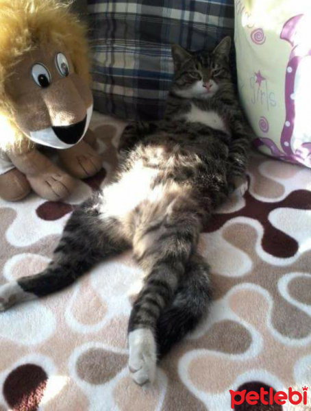Tekir Kedi, Kedi  Şanslı fotoğrafı