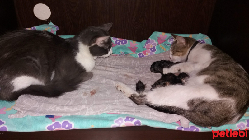 Tekir Kedi, Kedi  Şanslı fotoğrafı
