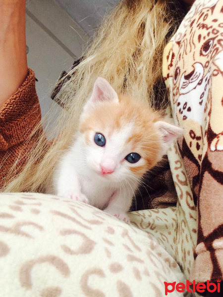 Tekir Kedi, Kedi  Şanslı fotoğrafı