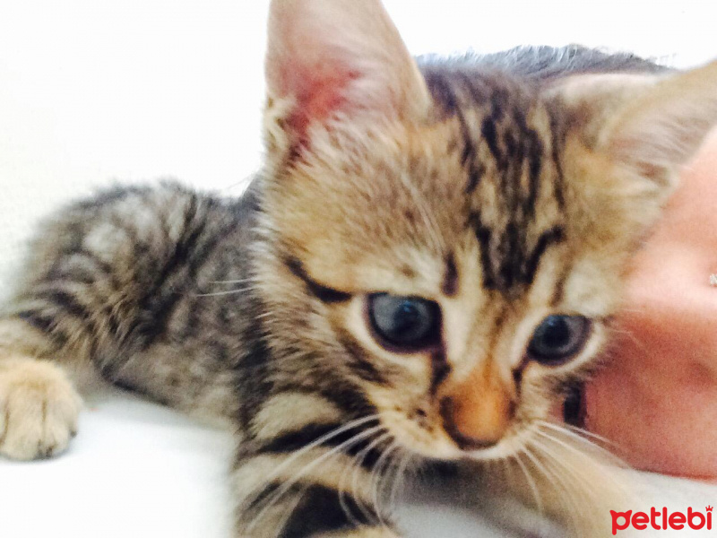 Tekir Kedi, Kedi  Şanslı fotoğrafı