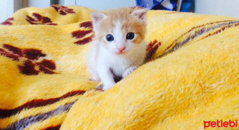 Tekir Kedi, Kedi  Şanslı fotoğrafı