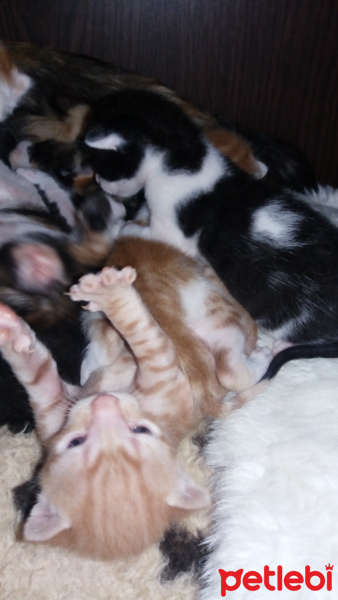 Tekir Kedi, Kedi  Şanslı fotoğrafı