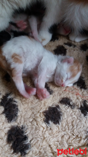 Tekir Kedi, Kedi  Şanslı fotoğrafı