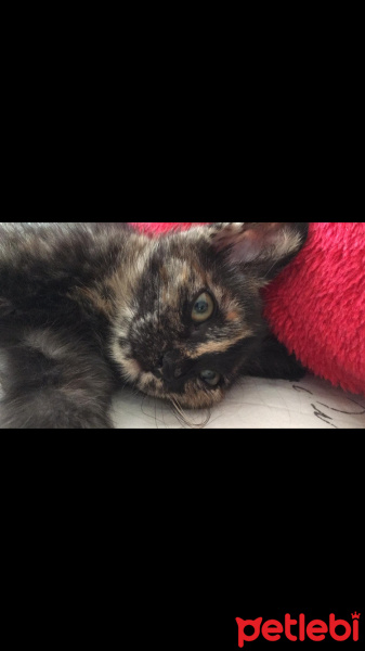 Abyssinian, Kedi  KUTUP fotoğrafı