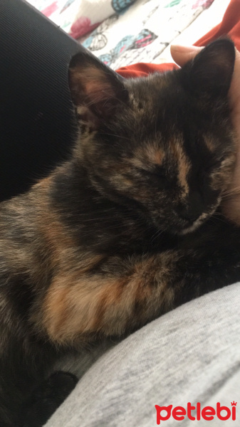 Abyssinian, Kedi  KUTUP fotoğrafı