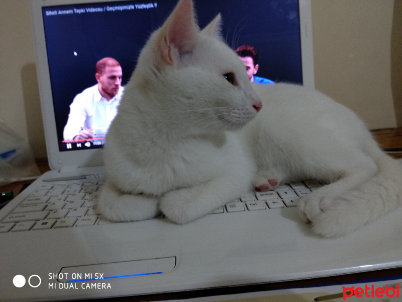 Ankara Kedisi, Kedi  MEMUR fotoğrafı