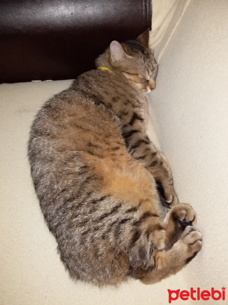 Tekir Kedi, Kedi  Kurabiye fotoğrafı