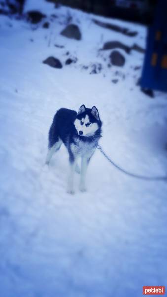 Sibirya Kurdu (Husky), Köpek  Şila fotoğrafı