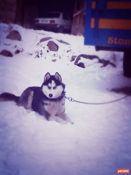 Sibirya Kurdu (Husky), Köpek  Şila fotoğrafı