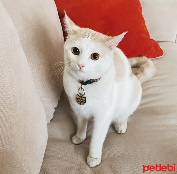 Soke, Kedi  Cleo fotoğrafı