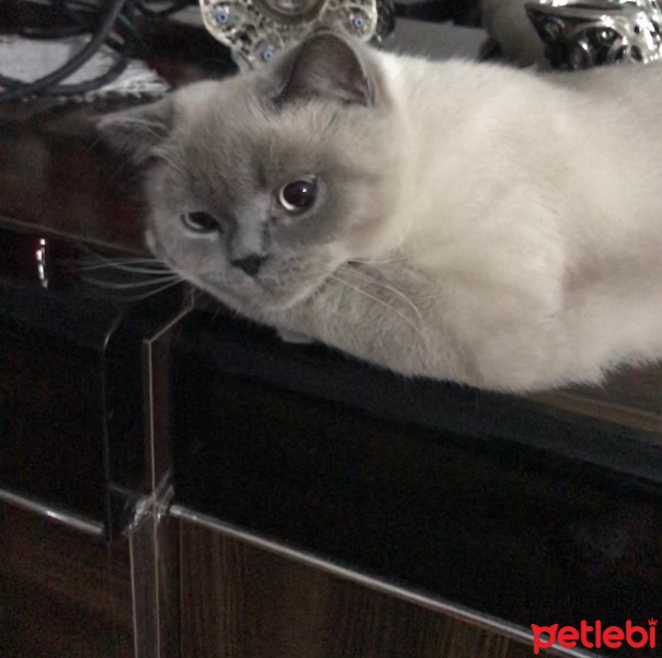 British Shorthair, Kedi  Gofret fotoğrafı