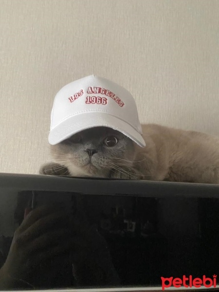 British Shorthair, Kedi  Gofret fotoğrafı