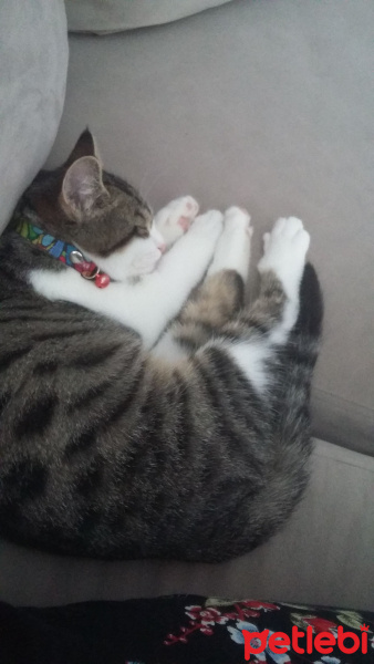 Tekir Kedi, Kedi  Yaramboz fotoğrafı