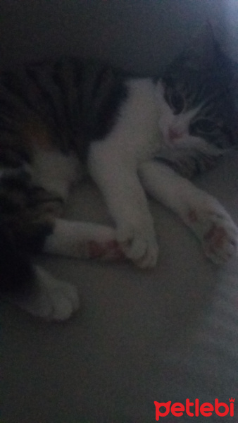 Tekir Kedi, Kedi  Yaramboz fotoğrafı
