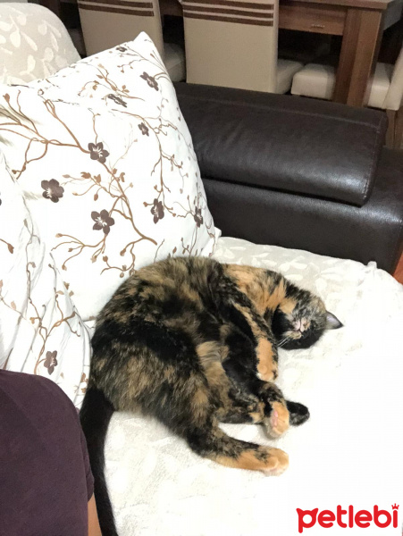 Tekir Kedi, Kedi  Susam fotoğrafı