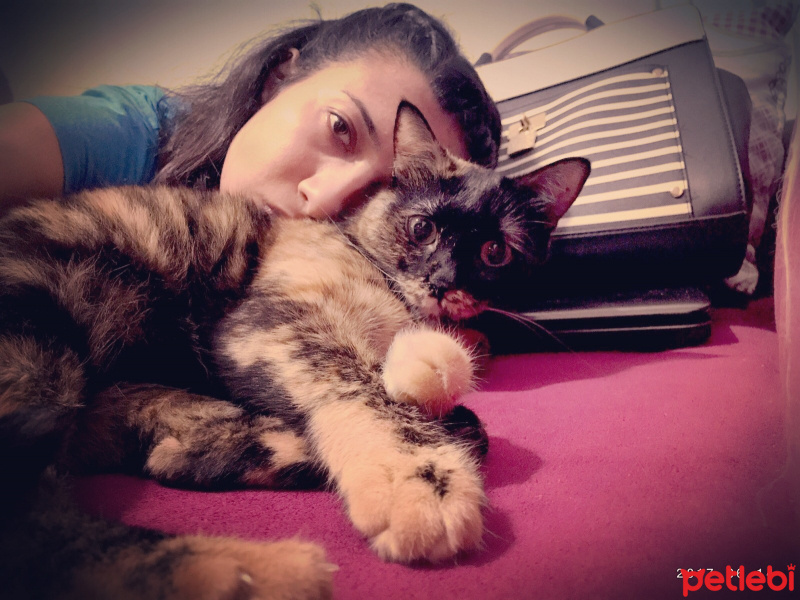 Tekir Kedi, Kedi  Susam fotoğrafı