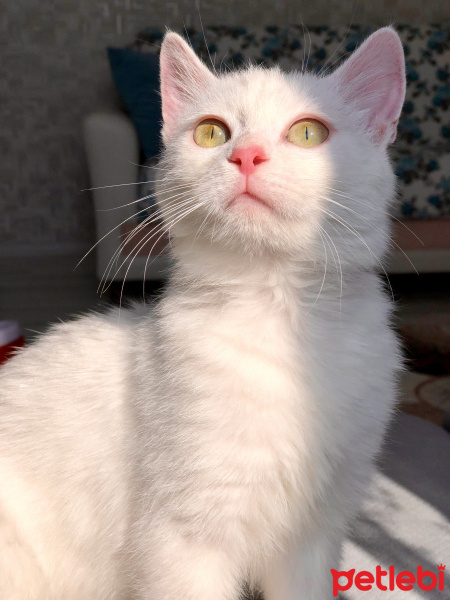 Ankara Kedisi, Kedi  LOKUM fotoğrafı