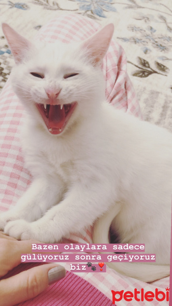 Ankara Kedisi, Kedi  LOKUM fotoğrafı