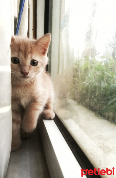 Sarman, Kedi  Fıtık fotoğrafı