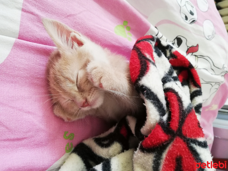 Sarman, Kedi  Fıtık fotoğrafı