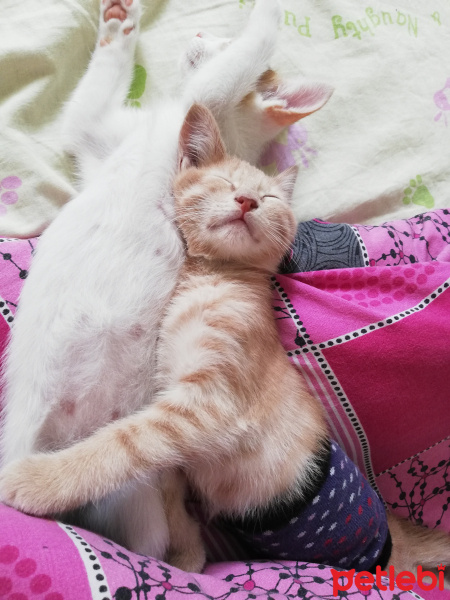 Sarman, Kedi  Fıtık fotoğrafı