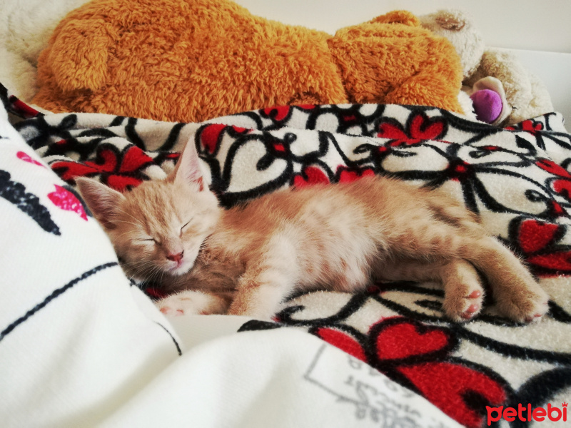 Sarman, Kedi  Fıtık fotoğrafı