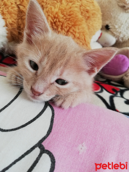 Sarman, Kedi  Fıtık fotoğrafı