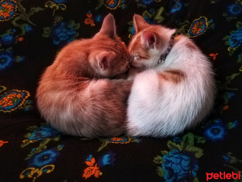 Sarman, Kedi  Fıtık fotoğrafı